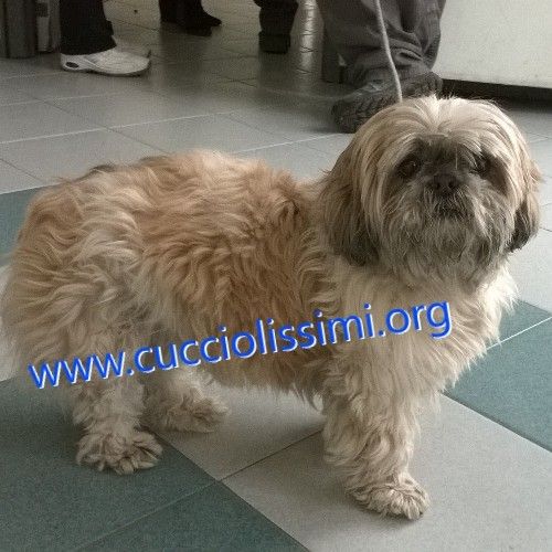 265-15_canile_muratella_1