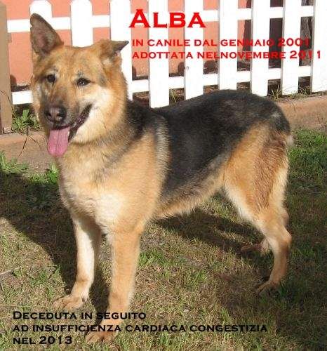 2_alba_in_canile_1_