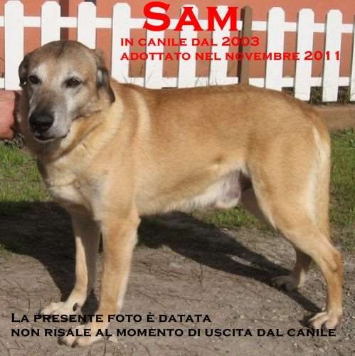 3_sem_in_canile_