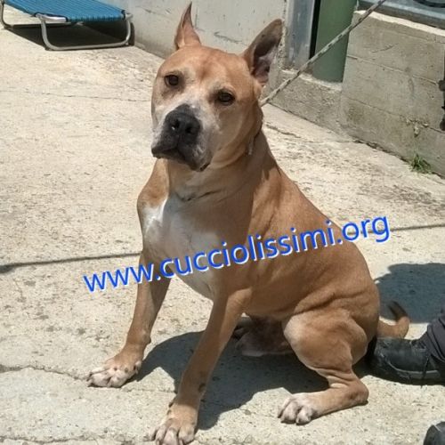 410-07_canile_muratella