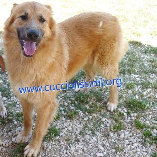 418-15_canile_muratella_2