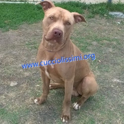 433-15_canile_muratella_1