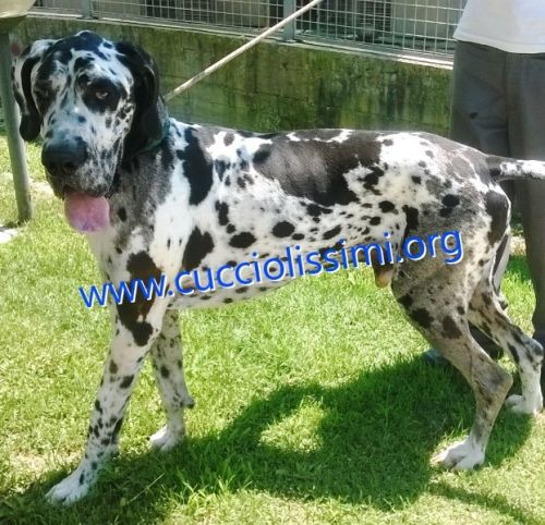445-15_canile_muratella