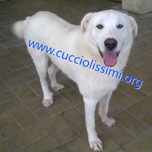455_-14CANILE_MURATELLA