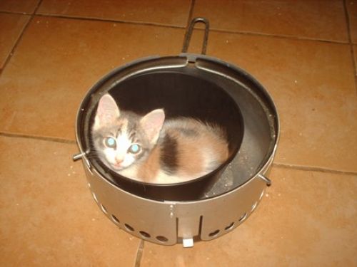 5cuccioli_mici
