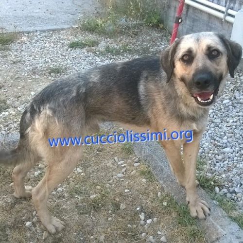 688-15_canile_muratella