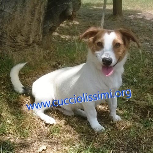 788-15_canile_muratella_1