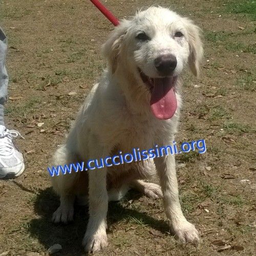 803-15_canile_muratella