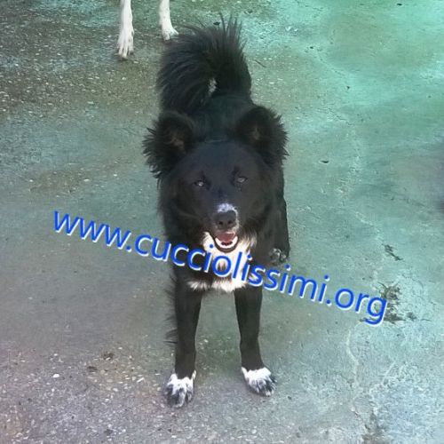 821-14_canile_muratella