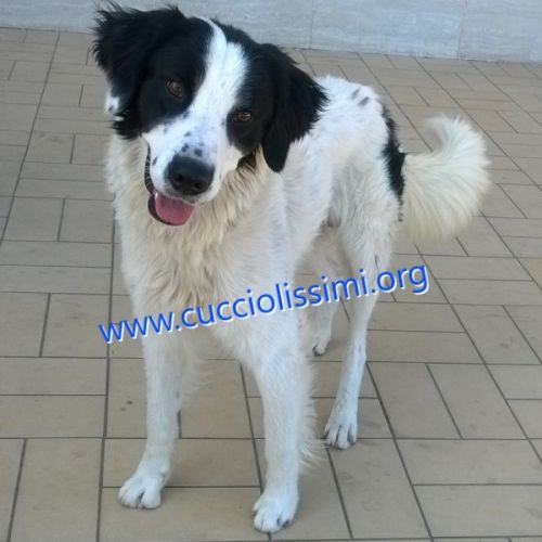 861-15_canile_muratella