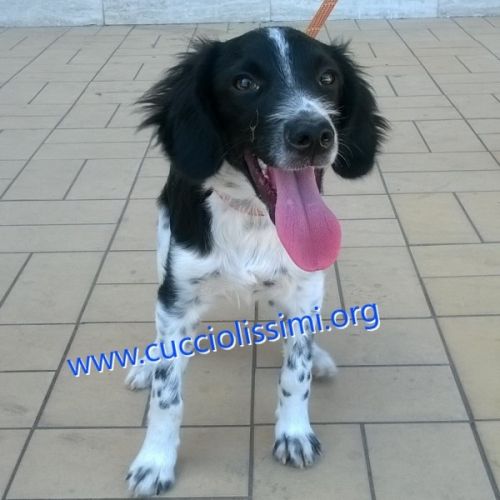864-15_canile_muratella_1