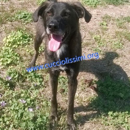 875-14_canile_muratella