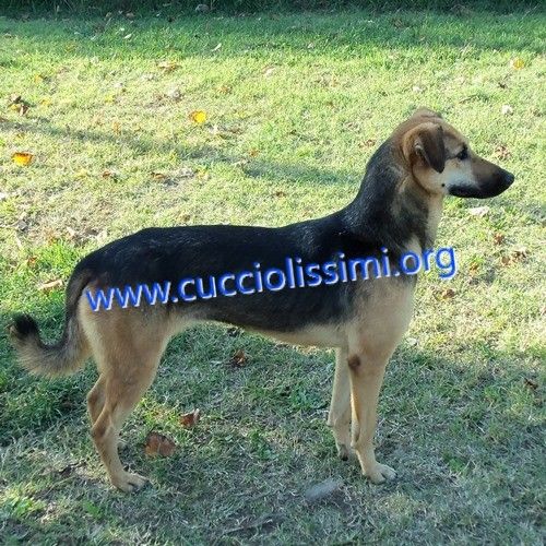879-12_canile_muratella_1