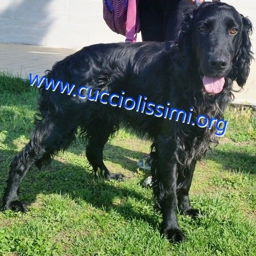902-14_canile_muratella