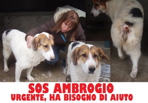 AMBROGIO_ADOZIONE_DEL_CUORE