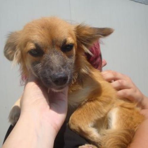 Arya_cucciola