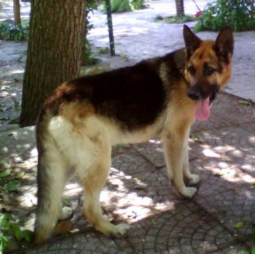 Axel