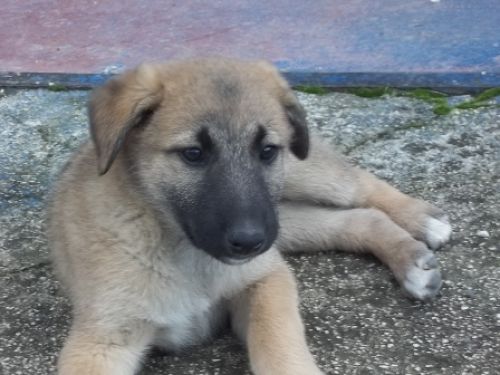 BEBE