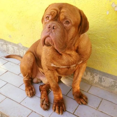 BORIS_dogdb3