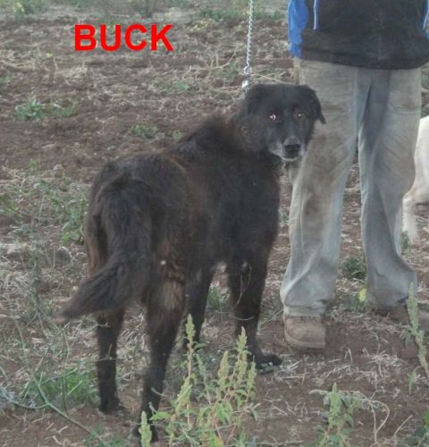 BUCK