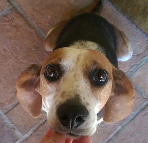 Bambola