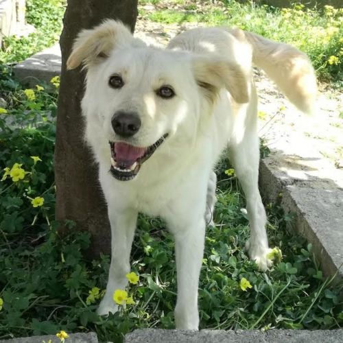 Benji