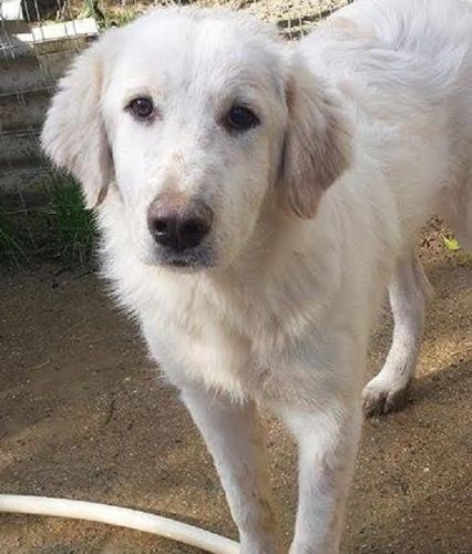 Blanca