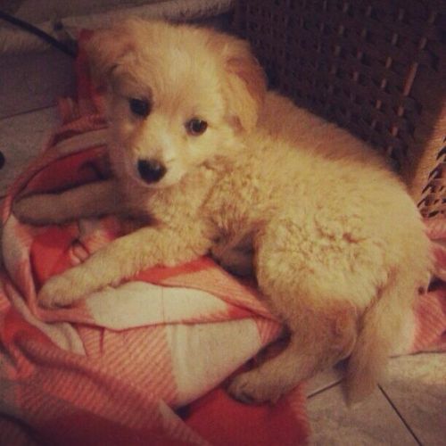 CHLOE