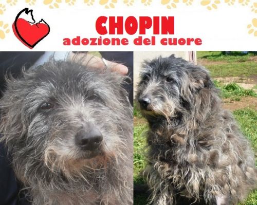 CHOPIN_ADOZIONE_DEL_CUORE
