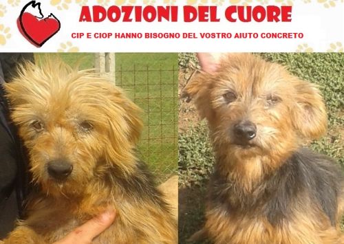 CIP_CIOP_ADOZIONE_DEL_CUORE