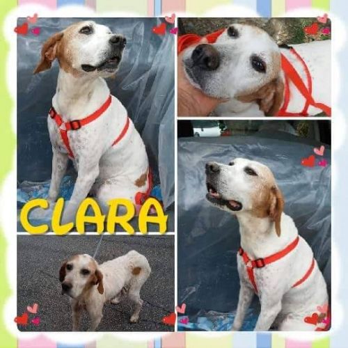 CLARA_copy