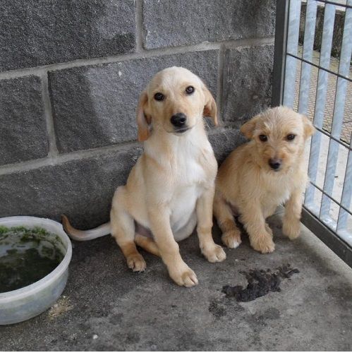 CUCCIOLI-ROSA_1
