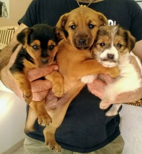 CUCCIOLI_2_copy