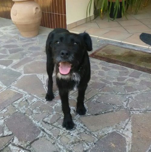 CUCCIOLO-SMARRITO_2