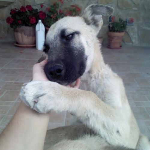 Caco1