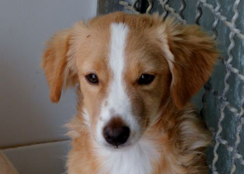 Caramellox