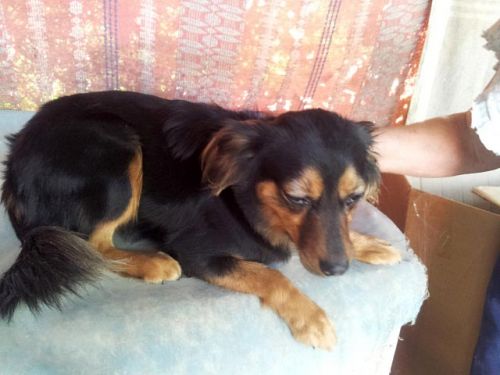 Chicca_copy