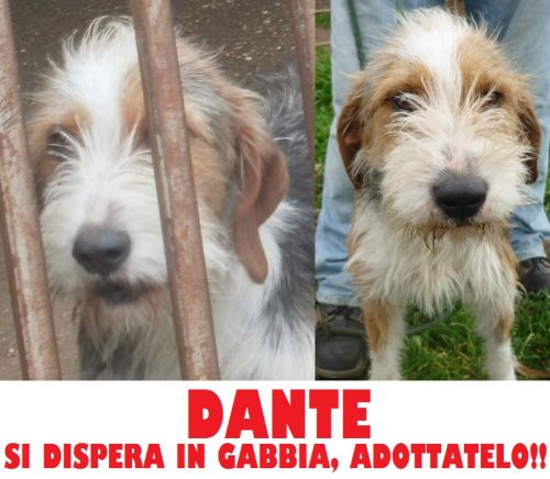 DANTE_MIX_22_copy_copy