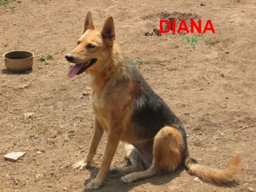 DIANA