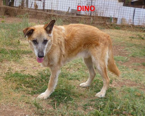 DINO
