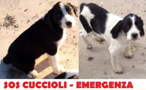 DUE_CUCCIOLE_VITERBO_cucciolissimi