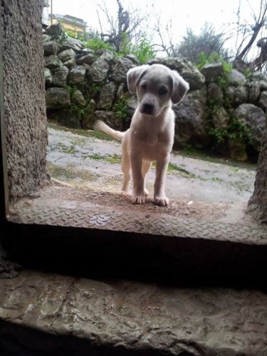 Dafne_copy_copy