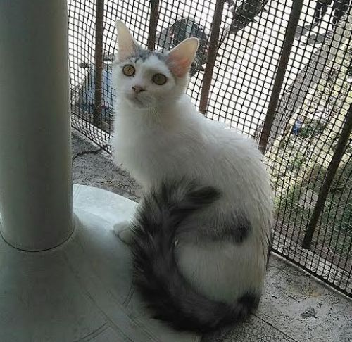 Dali