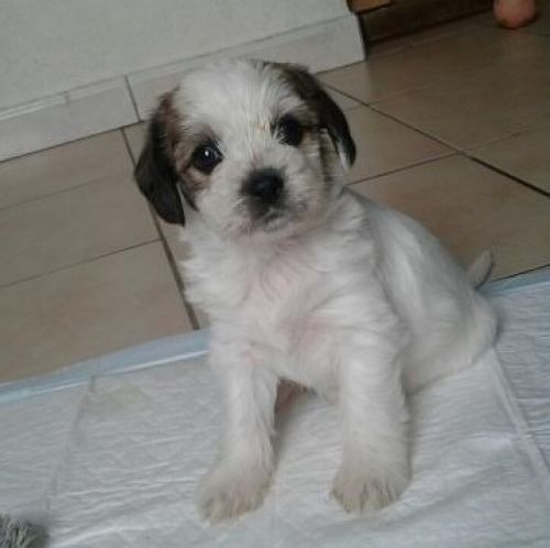 Dea_cucciolina1
