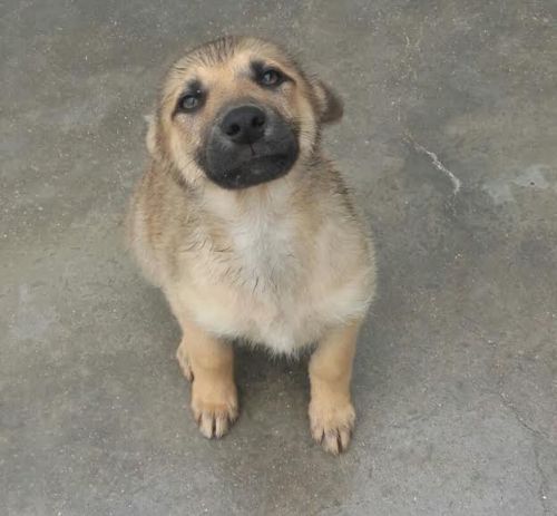 ELVIS