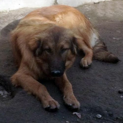 ENEA