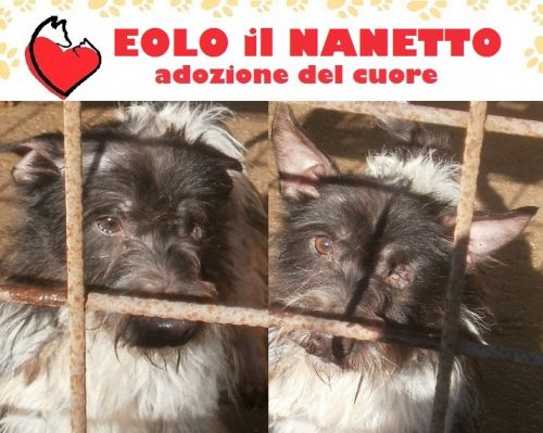 EOLO_ADOZIONE_DEL_CUORE_cucciolissimi