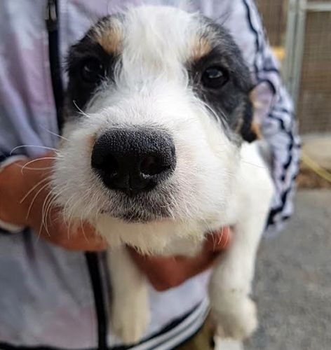 Esmeralda