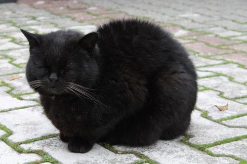 Ettore