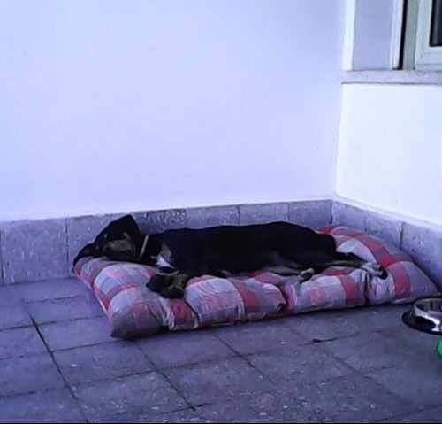 Finn_e_Luana